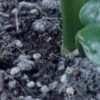 観葉植物の土に白カビが発生！防カビ対策に対処法について