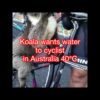 Koala wants water to cyclist in Australia 40℃