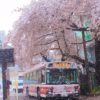 東京に満開の桜と季節外れの雪が降り不思議な風景が作られました